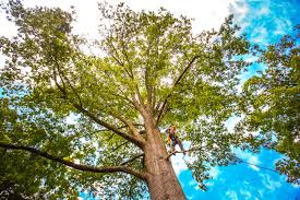 Trusted Kiawah Island, SC Tree Removal Services Experts