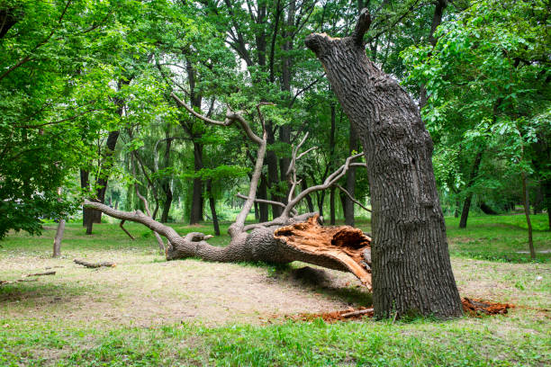 Leaf Removal in Kiawah Island, SC