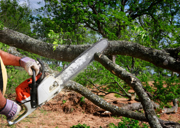 Best Palm Tree Trimming  in Kiawah Island, SC